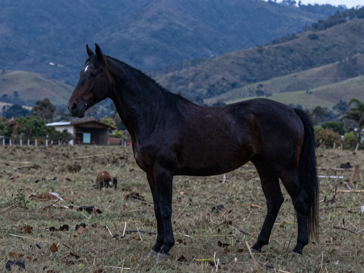 Caballo criollo colombiano de trote y galope en reposo y movimien
